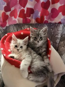Male vs Female Maine Coon