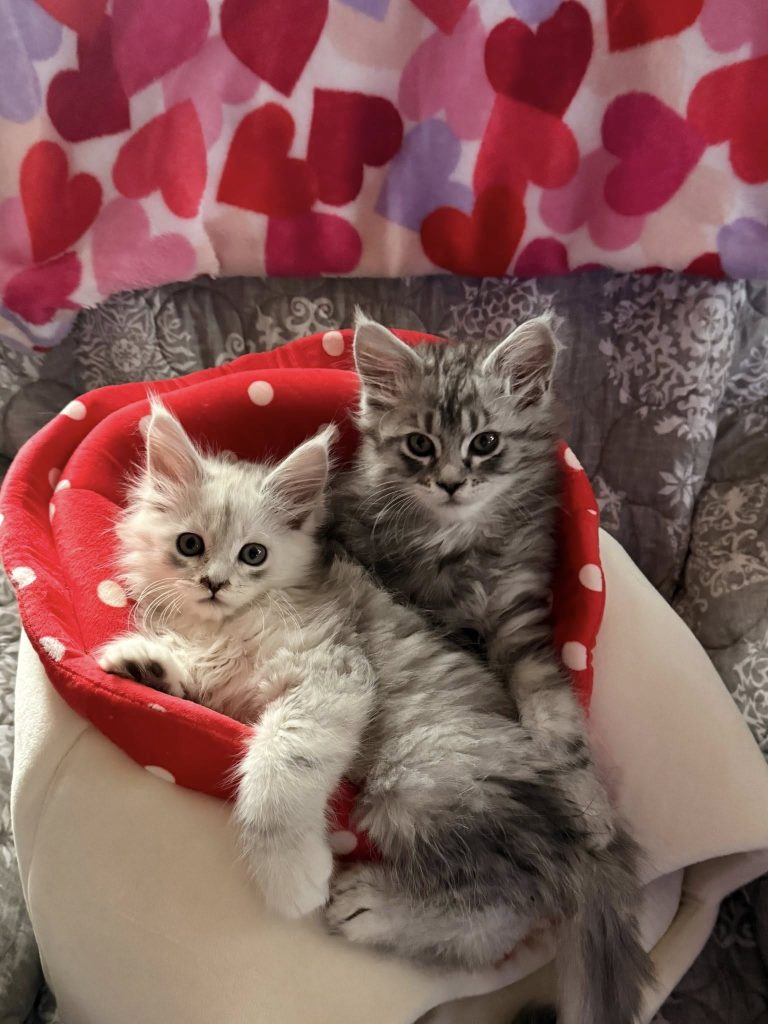 Male vs Female Maine Coon
